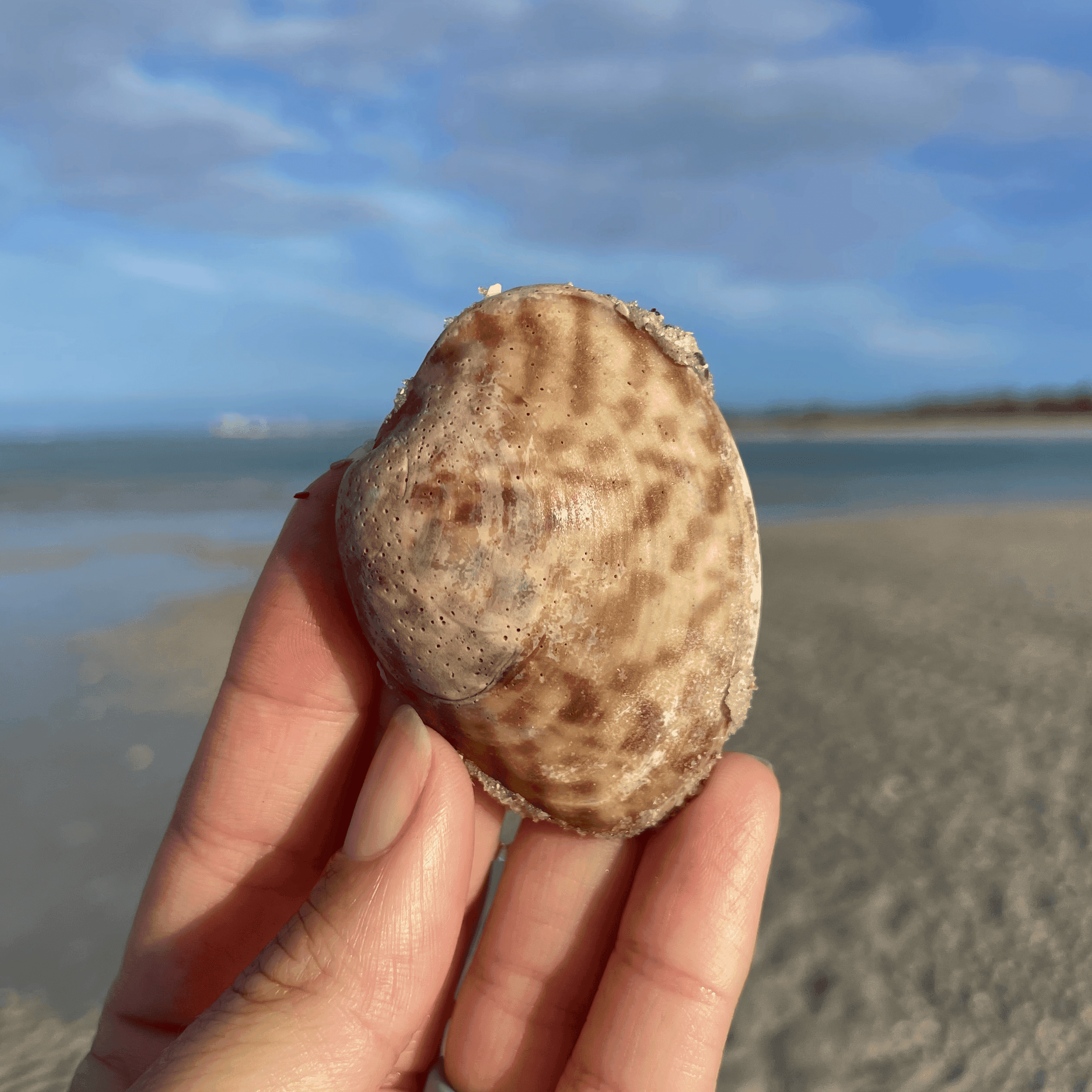 Checkered Calico Shell