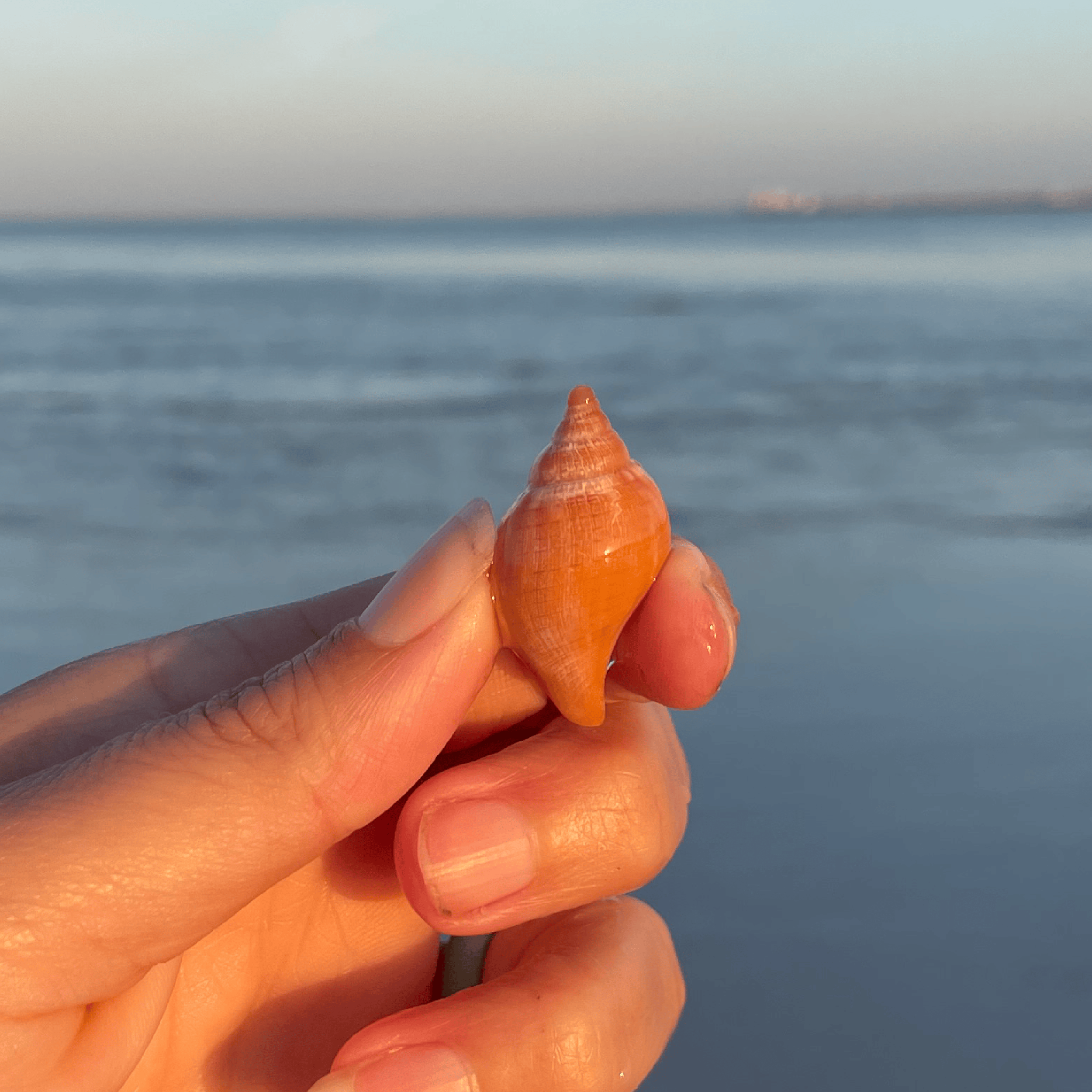 True Tulip Shell