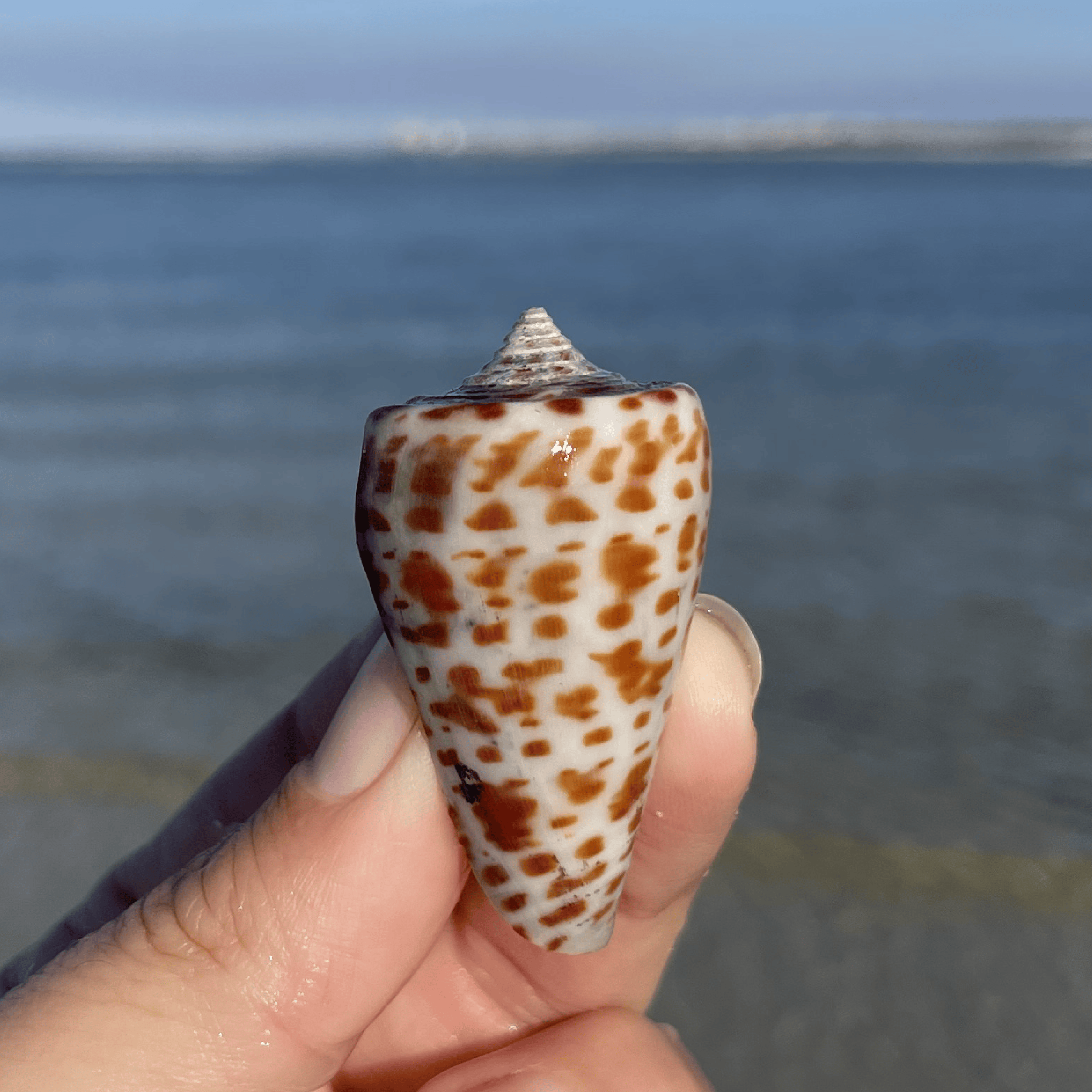 Alphabet Cone Shell