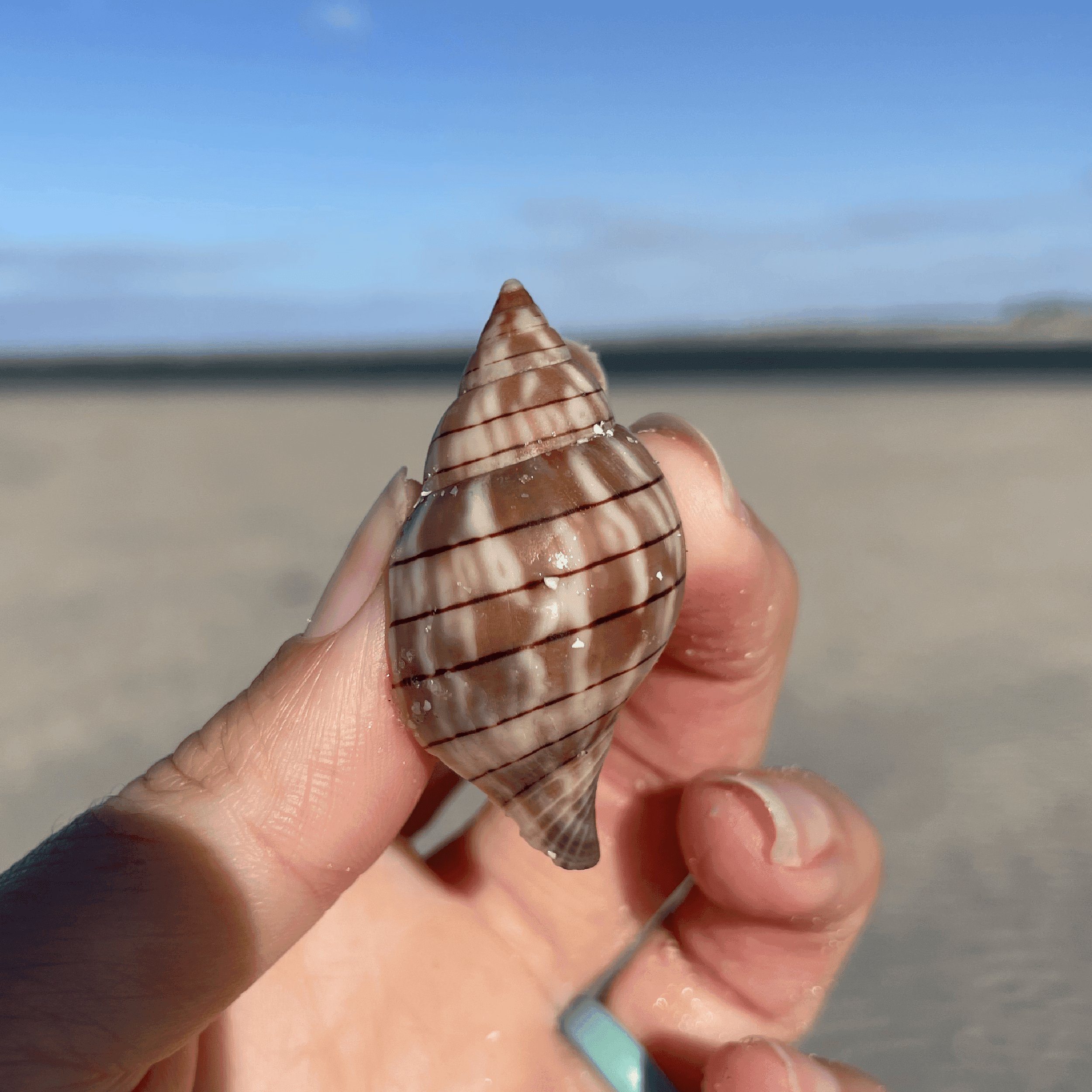 Banded Tulip Shell
