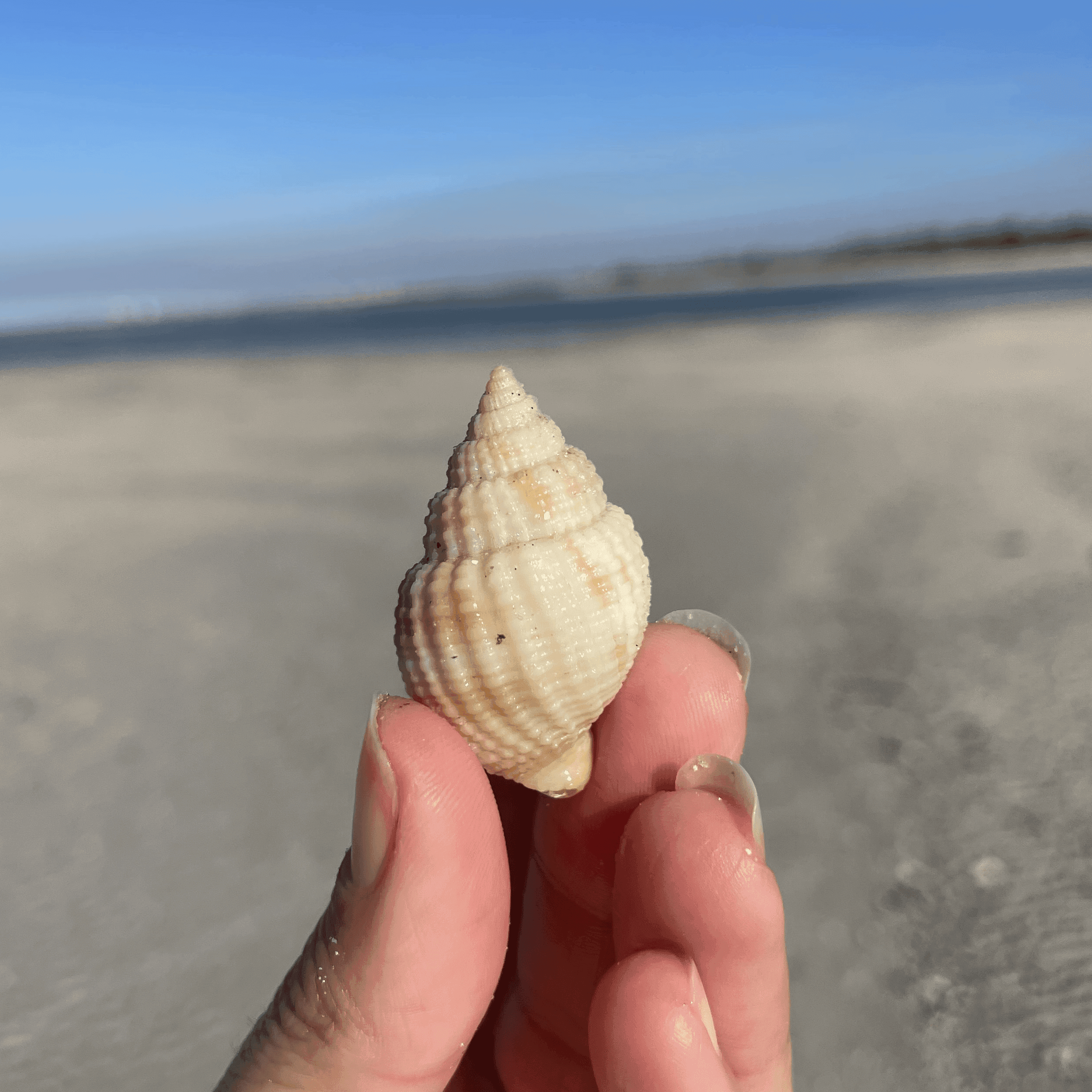 Nutmeg Shell