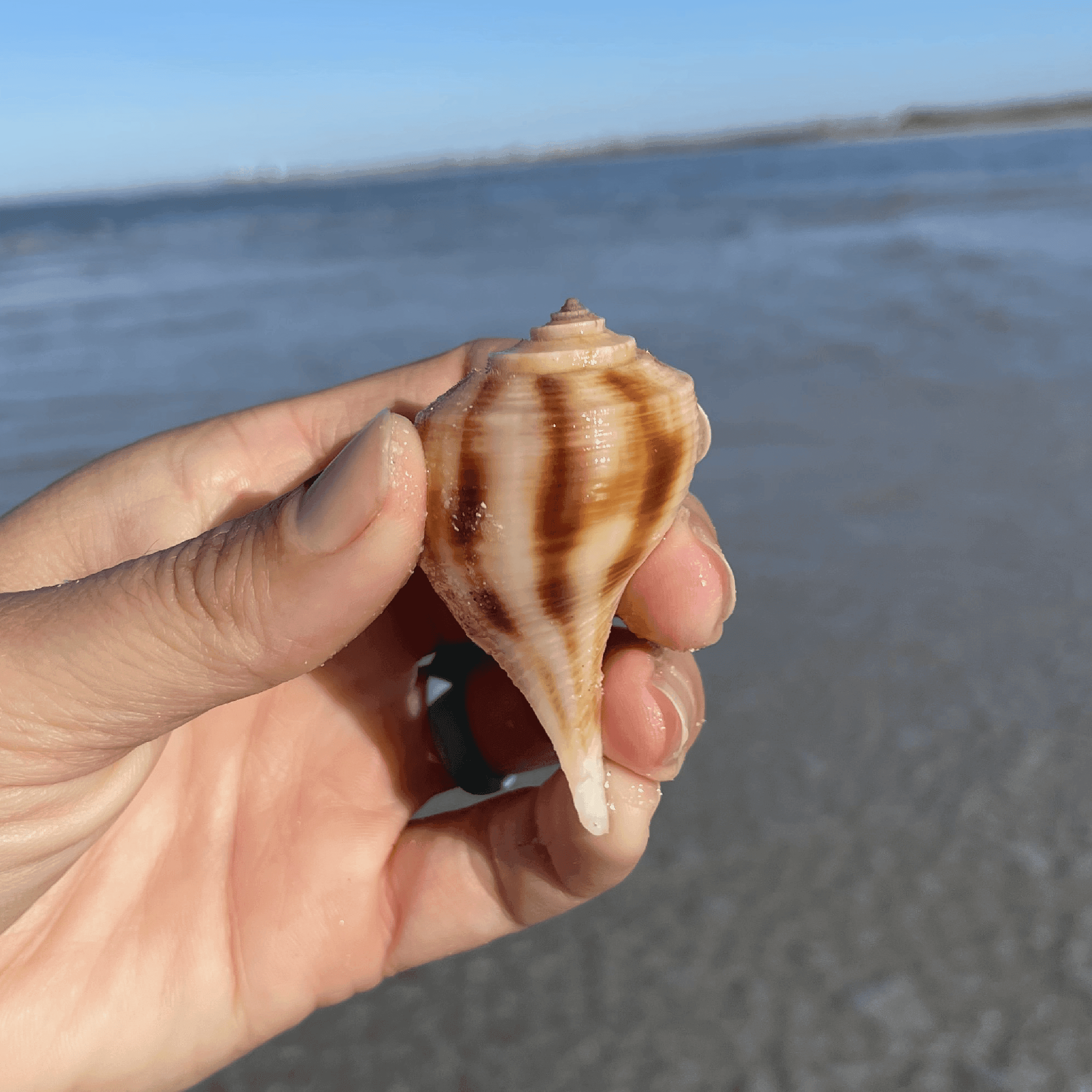 Pear Whelk Shell