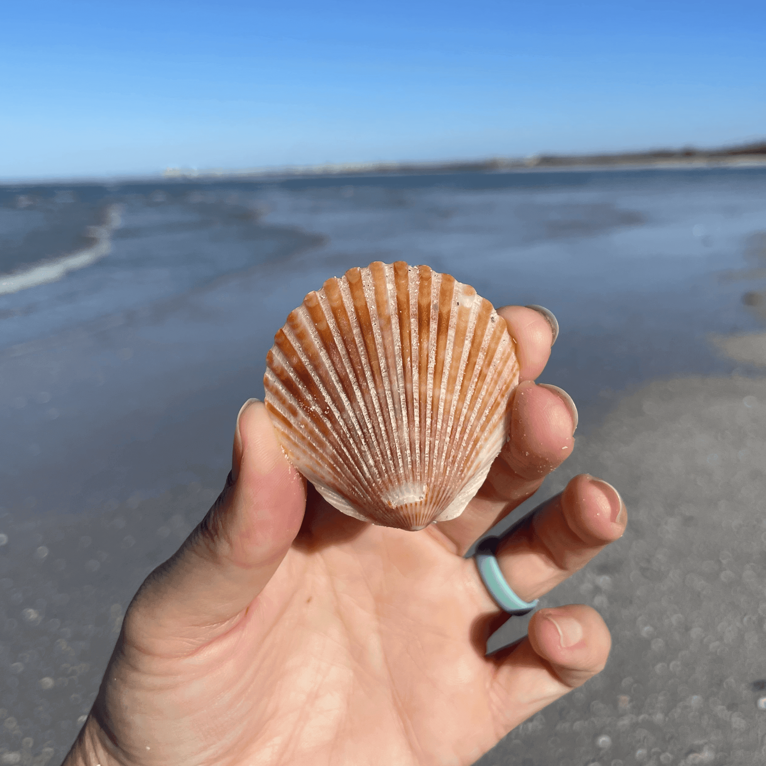 Scallop Shell