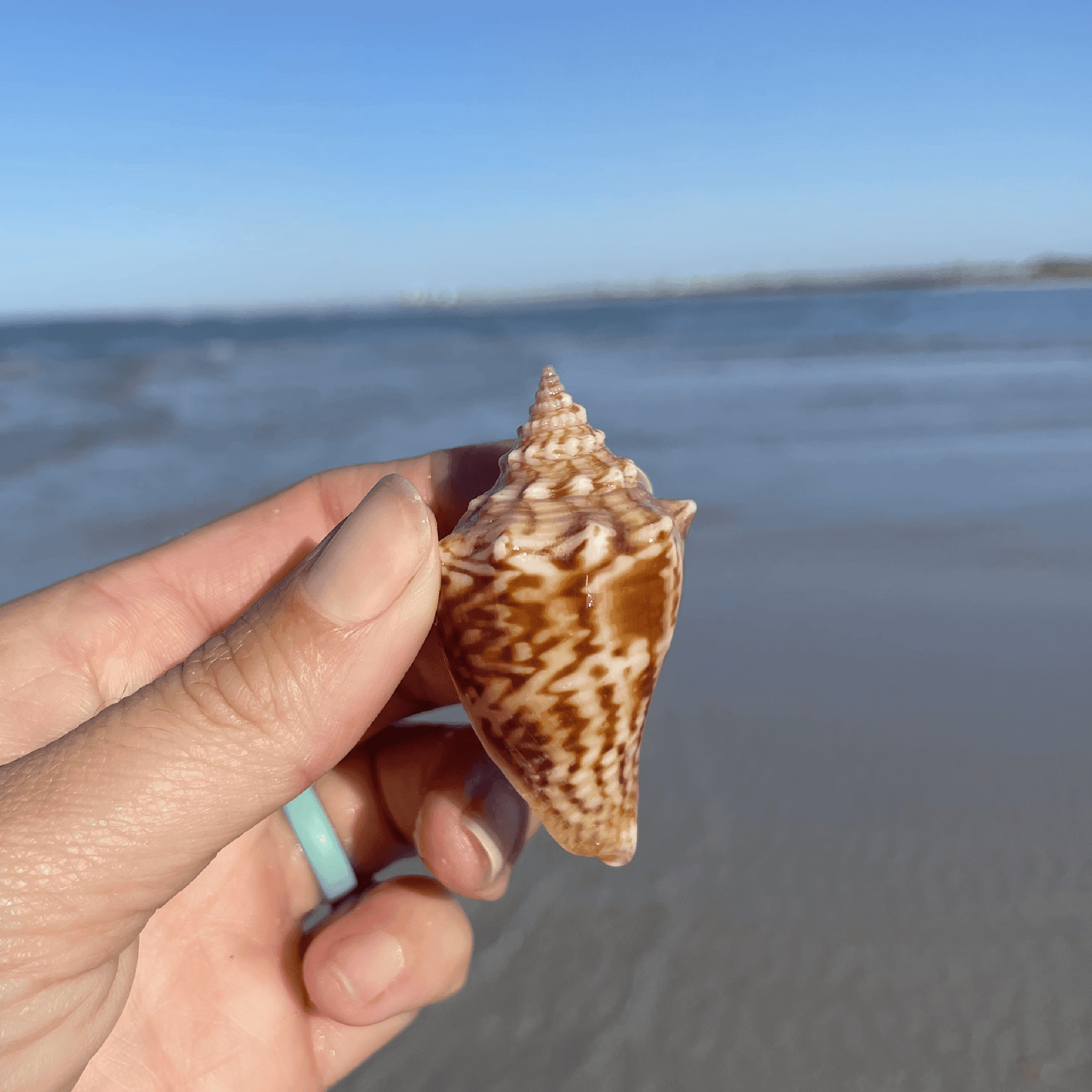 Zig Zag Fighting Conch